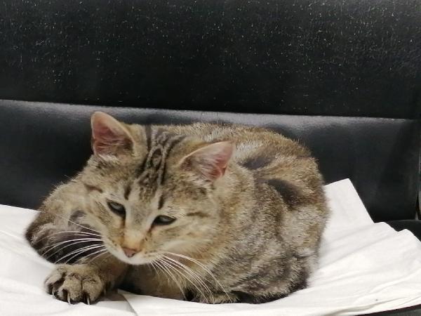 MIRANDA MICIA DI DUE ANNI Foto 4